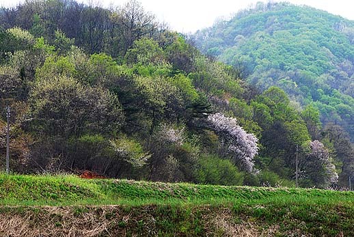 춘산채지가 동산