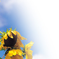 기타,이미지 Thumb