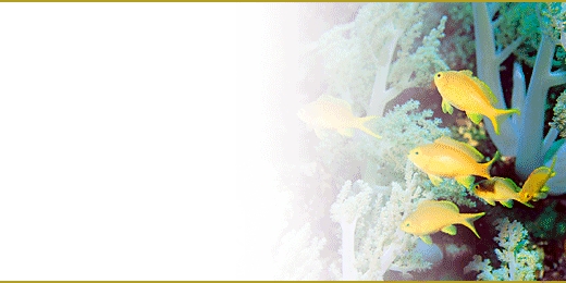 sbnl_17