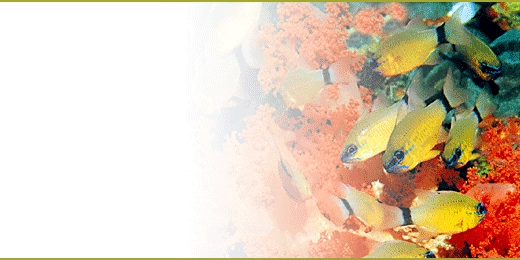 sbnl_18