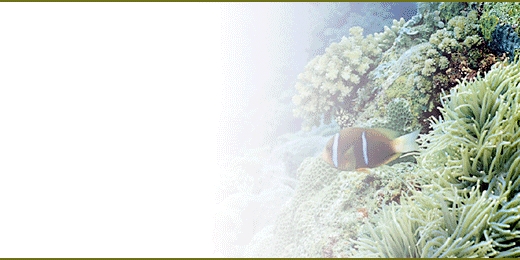 sbnl_19
