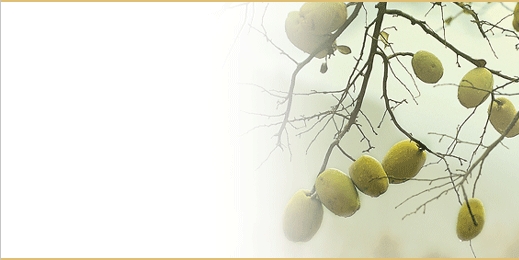 sbnl_43
