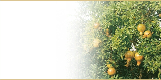 sbnl_45