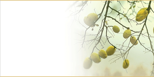 sbnl_52