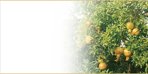 sbnl_53