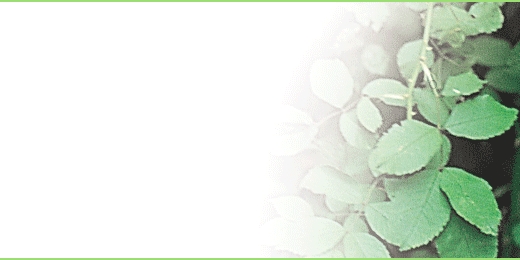 sbnt_01