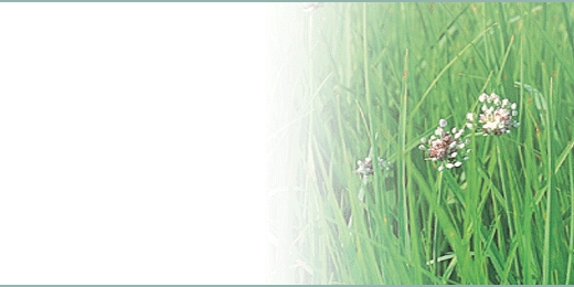tsbnl_37